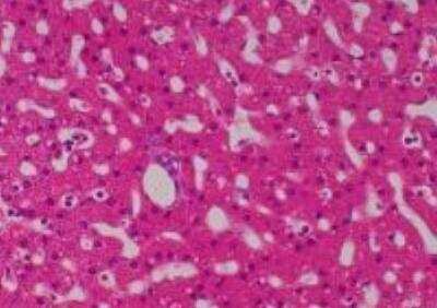 Hematoxylin & Eosin Stain: Primate Organs Tissue MicroArray (Normal) [NBP2-30188] -  24. Liver