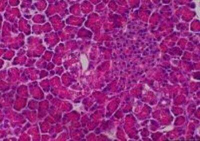 Hematoxylin & Eosin Stain: Primate Organs Tissue MicroArray (Normal) [NBP2-30188] - 25. Pancreas