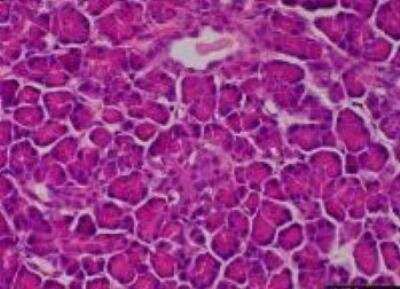 Hematoxylin & Eosin Stain: Primate Organs Tissue MicroArray (Normal) [NBP2-30188] - 26. Pancreas