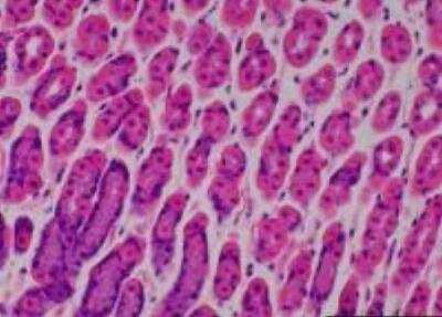 Hematoxylin & Eosin Stain: Primate Organs Tissue MicroArray (Normal) [NBP2-30188] -  30. Stomach, fundic