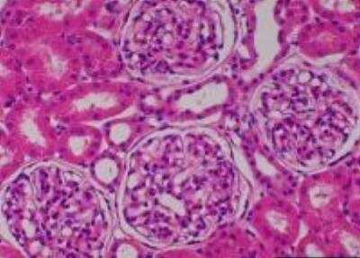 Hematoxylin & Eosin Stain: Primate Organs Tissue MicroArray (Normal) [NBP2-30188] - 37. Kidney, cortex