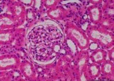 Hematoxylin & Eosin Stain: Primate Organs Tissue MicroArray (Normal) [NBP2-30188] - 38. Kidney, cortex