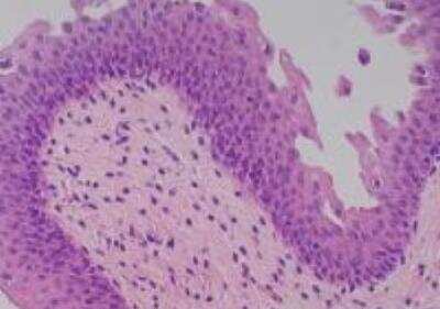 Hematoxylin & Eosin Stain: Primate Organs Tissue MicroArray (Normal) [NBP2-30188] - 42.Skin normal