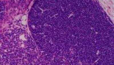 Hematoxylin & Eosin Stain: Primate Organs Tissue MicroArray (Normal) [NBP2-30188] -  52.Thymus