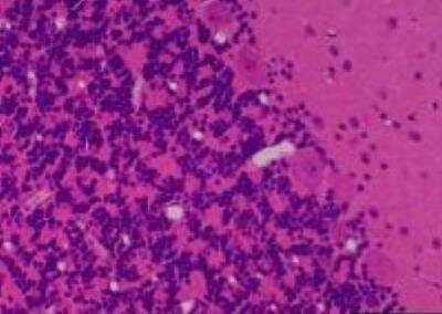 Hematoxylin & Eosin Stain: Primate Organs Tissue MicroArray (Normal) [NBP2-30188] -  58. Cerebellum