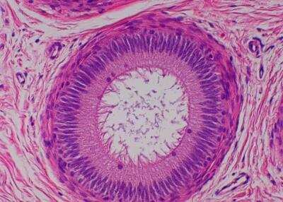 Hematoxylin & Eosin Stain: Primate Organs Tissue MicroArray (Normal) [NBP2-30188] -  47. Epidydimis