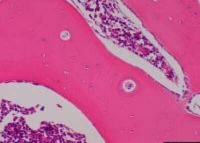 Immunohistochemistry-Paraffin: Primate Organs Tissue Microarray (Normal) [NBP2-30186] - 06. Bone, Rib