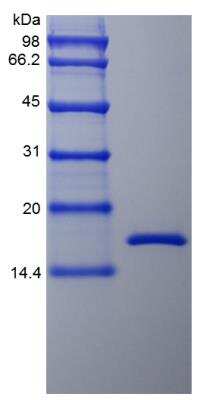 SDS-Page: Primate TNF-alpha Protein [NBP2-35321]