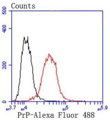 Flow Cytometry: PrPC Antibody (SC57-05) [NBP2-67569] - Analysis of SH-SY-5Y cells with PrPC antibody at 1/50 dilution (red) compared with an unlabelled control (cells without incubation with primary antibody; black). Alexa Fluor 488-conjugated goat anti rabbit IgG was used as the secondary antibody.