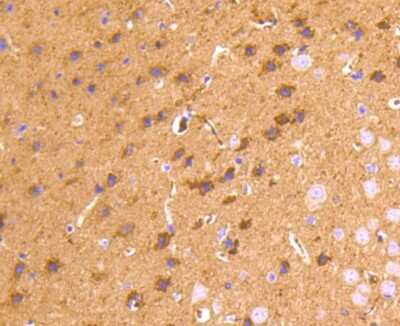 Immunohistochemistry-Paraffin: PrPC Antibody (SC57-05) [NBP2-67569] - Analysis of paraffin-embedded mouse brain tissue using anti-PrPC antibody. Counter stained with hematoxylin.