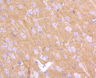 Immunohistochemistry-Paraffin: PrPC Antibody (SC57-05) [NBP2-67569] - Analysis of paraffin-embedded rat brain tissue using anti-PrPC antibody. Counter stained with hematoxylin.