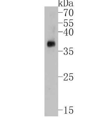 Western Blot: PrPC Antibody (SC57-05) [NBP2-67569] - Analysis of PrPC on rat brain tissue lysates. Proteins were transferred to a PVDF membrane and blocked with 5% BSA in PBS for 1 hour at room temperature. The primary antibody (1/500) was used in 5% BSA at room temperature for 2 hours. Goat Anti-Rabbit IgG - HRP Secondary Antibody at 1:5,000 dilution was used for 1 hour at room temperature.