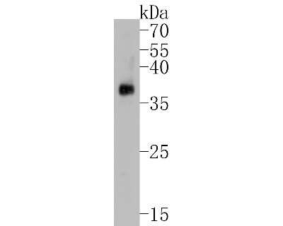 Western Blot: PrPC Antibody (SC57-05) [NBP2-67569] - Western blot analysis of PrPC protein on rat brain tissue lysates. Proteins were transferred to a PVDF membrane and blocked with 5% BSA in PBS for 1 hour at room temperature. The primary antibody (1/500) was used in 5% BSA at room temperature for 2 hours