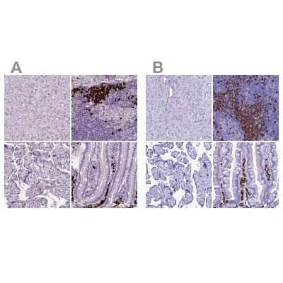 <b>Independent Antibodies Validation. </b>Immunohistochemistry-Paraffin: Proapoptotic Caspase Adaptor Protein Antibody [NBP2-55874] - Staining of human liver, lymph node, placenta and small intestine using Anti-MZB1 antibody NBP2-55874 (A) shows similar protein distribution across tissues to independent antibody NBP1-92287 (B).