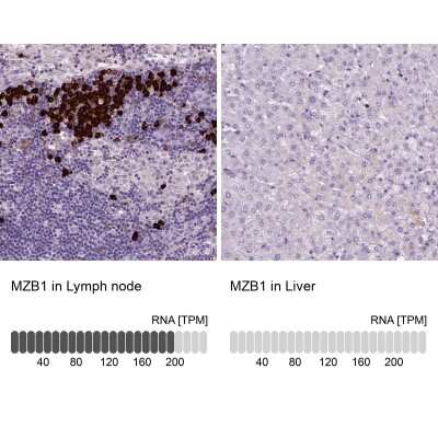 <b>Orthogonal Strategies Validation. </b>Immunohistochemistry-Paraffin: Proapoptotic Caspase Adaptor Protein Antibody [NBP2-55874] - Analysis in human lymph node and liver tissues using NBP2-55874 antibody. Corresponding MZB1 RNA-seq data are presented for the same tissues.