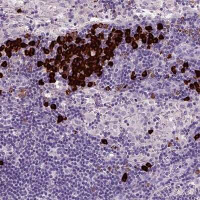 Immunohistochemistry-Paraffin: Proapoptotic Caspase Adaptor Protein Antibody [NBP2-55874] - Staining of human lymph node shows strong cytoplasmic positivity in a subset of lymphoid cells.