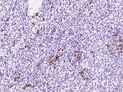 Immunohistochemistry-Paraffin: Proapoptotic Caspase Adaptor Protein Antibody [NBP2-97099] - Staining of human Proapoptotic Caspase Adaptor Protein in human small intestine with rabbit polyclonal antibody (1:10000).