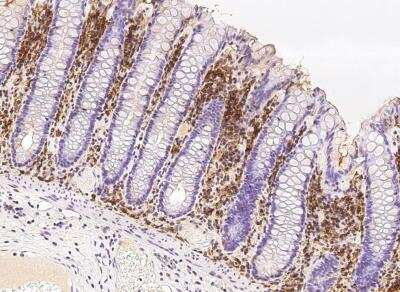 Immunohistochemistry-Paraffin: Proapoptotic Caspase Adaptor Protein Antibody [NBP2-97099] - Staining of human MGC29506 in human small intestine with rabbit polyclonal antibody (1:10000).