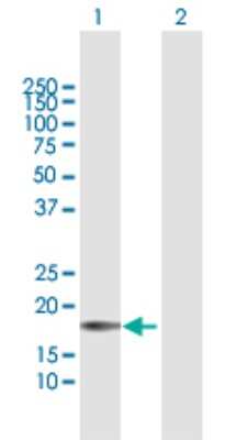 Western Blot: Proapoptotic Caspase Adaptor Protein Antibody [H00051237-B01P] - Analysis of MGC29506 expression in transfected 293T cell line by MGC29506 polyclonal antibody.  Lane 1: PACAP transfected lysate(20.9 KDa). Lane 2: Non-transfected lysate.