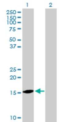 Western Blot: Proapoptotic Caspase Adaptor Protein Antibody [H00051237-B02P] - Analysis of MGC29506 expression in transfected 293T cell line by MGC29506 polyclonal antibody.  Lane 1: PACAP transfected lysate(20.79 KDa). Lane 2: Non-transfected lysate.