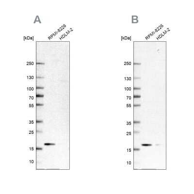 Western Blot Proapoptotic Caspase Adaptor Protein Antibody