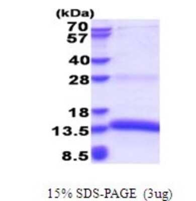 SDS-Page: Proapoptotic Caspase Adaptor Protein Recombinant Protein [NBP2-51645] - 15% SDS Page (3 ug)