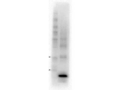 Western Blot: Procalcitonin Antibody (4D12.D4.F3.E2.H7.E7) [NBP2-44104] - lane 1: MW. Lane 2: Procalcitonin Protein. Load: 5 Ug per lane.