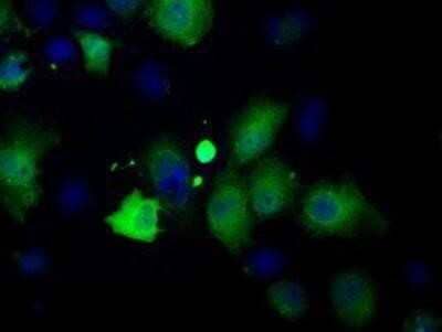 Immunocytochemistry/Immunofluorescence: Profilin 1 Antibody (OTI1D5) - Azide and BSA Free [NBP2-73605] - Staining of COS7 cells transiently transfected by pCMV6-ENTRY Profilin 1.