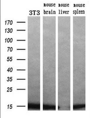 Western Blot: Profilin 1 Antibody (OTI1D5) - Azide and BSA Free [NBP2-73605] - Analysis of extracts (10ug) from a mouse cell line and 3 different mouse tissues by using anti-PFN1 monoclonal antibody.(1:200)