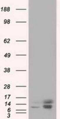 Western Blot: Profilin 1 Antibody (OTI1D5) - Azide and BSA Free [NBP2-73605] - HEK293T cells were transfected with the pCMV6-ENTRY control (Left lane) or pCMV6-ENTRY Profilin 1 (Right lane) cDNA for 48 hrs and lysed. Equivalent amounts of cell lysates (5 ug per lane) were separated by SDS-PAGE and immunoblotted with anti-Profilin 1.