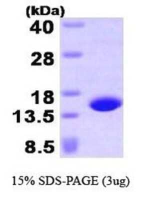 SDS-Page: Profilin 4 Protein [NBP1-41134] - Profilin-4, 16.4 kDa (149aa), confirmed by MALDI-TOF with a purity of 95% by SDS - PAGE