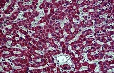 Immunohistochemistry-Paraffin: Prohibitin 2 Antibody [NBP1-72016] - Staining of human liver. Immunohistochemistry of formalin-fixed, paraffin-embedded tissue after heat-induced antigen retrieval. Antibody concentration 5 ug/ml.