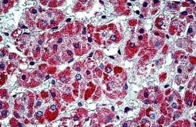 Immunohistochemistry-Paraffin: Prohibitin 2 Antibody [NBP1-72016] - Staining of human adrenal. Immunohistochemistry of formalin-fixed, paraffin-embedded tissue after heat-induced antigen retrieval. Antibody concentration 5 ug/ml.