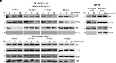 Western Blot: Prohibitin Antibody (II-14-10) [NB600-1292] - Metformin activates apoptotic cell death; upper panel: MDA-MB-231 cells were kept in the presence or absence of metformin for the time indicated and then processed to obtain mitochondrial fractions. BAX and CYCS expression levels were determined by Western blot as indicated under Material and Methods. Densitometric analysis of the gels was performed as indicated under Material and Methods. PHB and CDK4 were used as loading and purity control, respectively. BAX and CYCS expression levels were determined by Western blot as indicated under Material and Methods. Densitometric analysis of the gels was performed as indicated under Material and Methods. PHB and CDK4 were used as purity and loading controls. Image collected and cropped by CiteAb from the following publication (//www.mdpi.com/2073-4409/8/1/49) licensed under a CC-BY license.