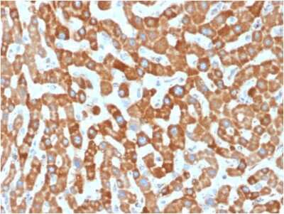 Immunohistochemistry-Paraffin: Prohibitin Antibody (PHB/1881) - Azide and BSA Free [NBP3-08686] - Formalin-fixed, paraffin-embedded human Liver stained with Prohibitin Mouse Monoclonal Antibody (PHB/1881).