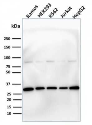 Western Blot: Prohibitin Antibody (PHB/1881) - Azide and BSA Free [NBP3-08686] - Western Blot Analysis of human Ramos, HEK293, K562, Jurkat & HepG2 cells using Prohibitin Mouse Monoclonal Antibody (PHB/1881).