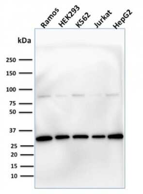 Western Blot: Prohibitin Antibody (PHB/1881) [NBP3-07816] - Western Blot Analysis of human Ramos, HEK293, K562, Jurkat & HepG2 cells using Prohibitin Mouse Monoclonal Antibody (PHB/1881).