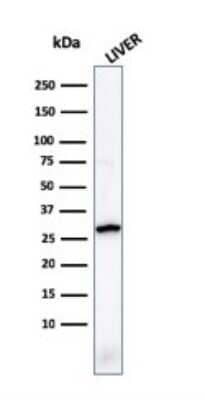 Western Blot: Prohibitin Antibody (PHB/1881) [NBP3-07816] - Western Blot Analysis of human liver tissue lysate using Prohibitin Mouse Monoclonal Antibody (PHB/1881).