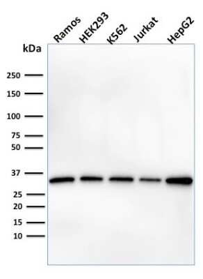 Western Blot: Prohibitin Antibody (PHB/1882) - Azide and BSA Free [NBP3-08723] - Western Blot Analysis of human Ramos, HEK293, K562, Jurkat & HepG2 cell lysates using Prohibitin Mouse Monoclonal Antibody (PHB/1882).
