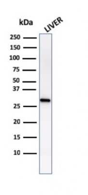 Western Blot: Prohibitin Antibody (PHB/1882) - Azide and BSA Free [NBP3-08723] - Western Blot Analysis of human liver tissue lysates using Prohibitin Mouse Monoclonal Antibody (PHB/1882).