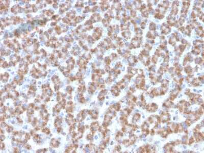 Immunohistochemistry-Paraffin: Prohibitin Antibody (PHB/3193) [NBP3-08724] - Formalin-fixed, paraffin-embedded human Liver stained with Prohibitin Mouse Monoclonal Antibody (PHB/3193).