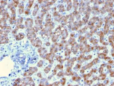 Immunohistochemistry-Paraffin: Prohibitin Antibody (PHB/3193) [NBP3-08724] - Formalin-fixed, paraffin-embedded human Liver stained with Prohibitin Mouse Monoclonal Antibody (PHB/3193).