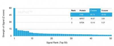 Protein Array: Prohibitin Antibody (PHB/3193) [NBP3-08724] - Analysis of Protein Array containing more than 19,000 full-length human proteins using Monospecific Mouse Monoclonal Antibody to Prohibitin (PHB/3193).
