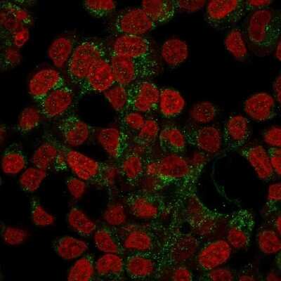 Immunocytochemistry/Immunofluorescence: Prohibitin Antibody (PHB/3194) [NBP3-08752] - Confocal Immunofluorescence of HepG2 cells stained with Prohibitin Mouse Monoclonal Antibody (PHB/3194) labeled with CF488 (Green); RedDot is used to label the nuclei.