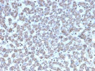 Immunohistochemistry-Paraffin: Prohibitin Antibody (PHB/3194) [NBP3-08752] - Formalin-fixed, paraffin-embedded human Liver stained with Prohibitin Mouse Monoclonal Antibody (PHB/3194).