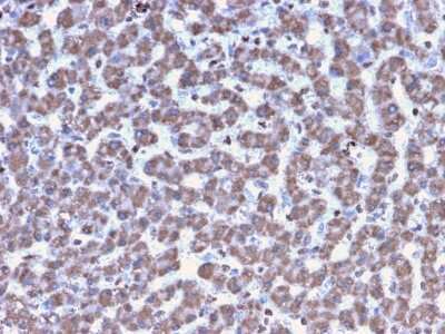 Immunohistochemistry-Paraffin: Prohibitin Antibody (PHB/3194) [NBP3-08752] - Formalin-fixed, paraffin-embedded human Liver stained with Prohibitin Mouse Monoclonal Antibody (PHB/3194).