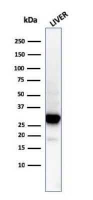 Western Blot: Prohibitin Antibody (PHB/3194) [NBP3-08752] - Western Blot Analysis of human liver tissue lysate using Prohibitin Mouse Monoclonal Antibody (PHB/3194).