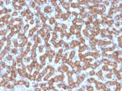 Immunohistochemistry-Paraffin: Prohibitin Antibody (PHB/3227) [NBP3-08336] - Formalin-fixed, paraffin-embedded human Liver stained with Prohibitin Mouse Monoclonal Antibody (PHB/3227).