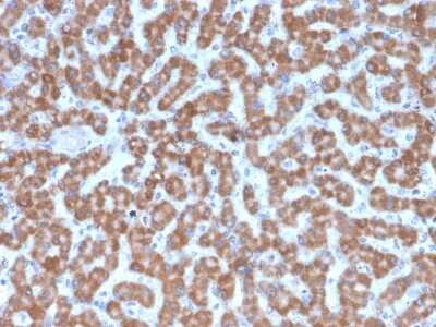 Immunohistochemistry-Paraffin: Prohibitin Antibody (PHB/3227) [NBP3-08336] - Formalin-fixed, paraffin-embedded human Liver stained with Prohibitin Mouse Monoclonal Antibody (PHB/3227).