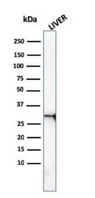 Western Blot: Prohibitin Antibody (PHB/3227) [NBP3-07856] - Western Blot Analysis of human liver tissue lysate using Prohibitin Mouse Monoclonal Antibody (PHB/3227).
